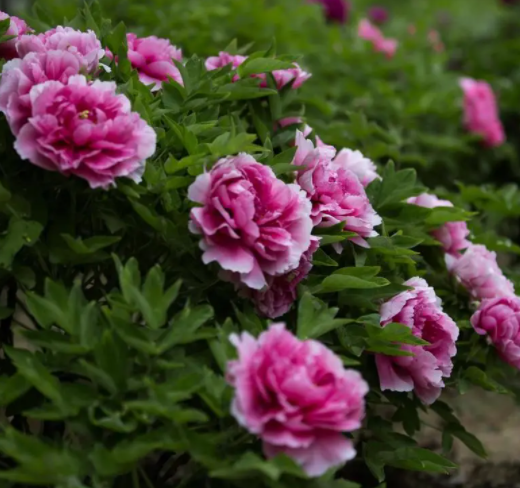 冬天牡丹树几天长新叶