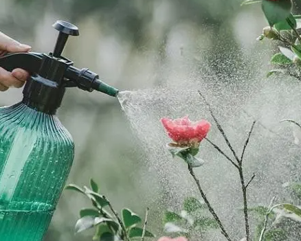 浇花的水怎么晒