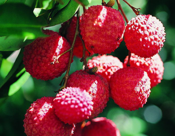 在河北种荔枝树能结果吗