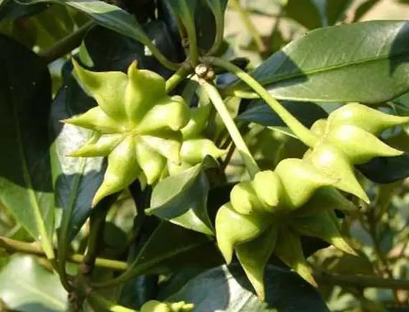 门前种八角树好不好