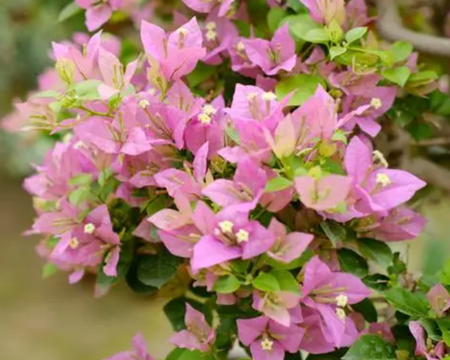 三角梅花后如何处理呢