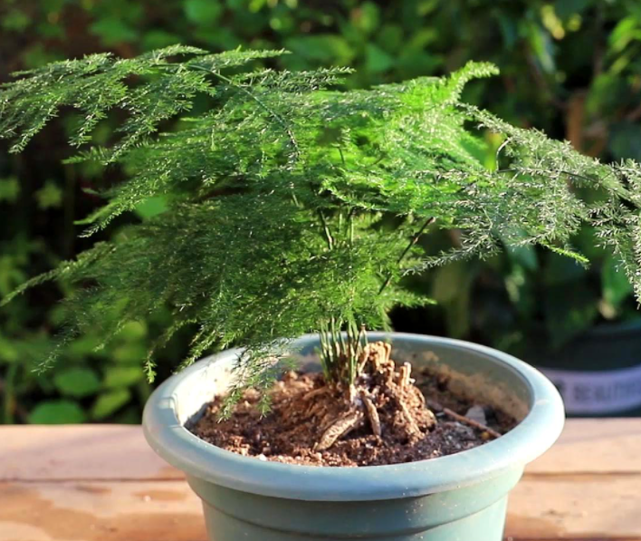 养文竹用什么样的花盆比较好