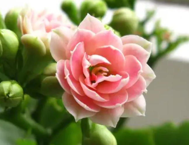 长寿花扦插后应该放在什么地方