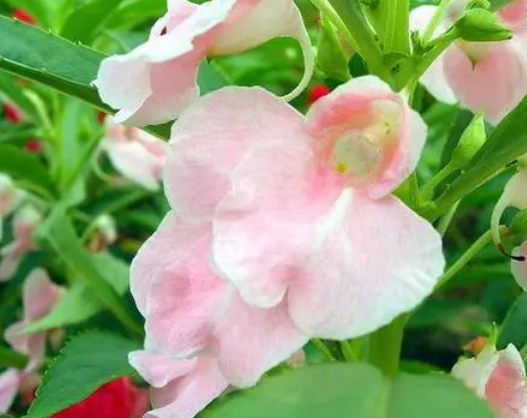 凤仙花怎么剪枝呢