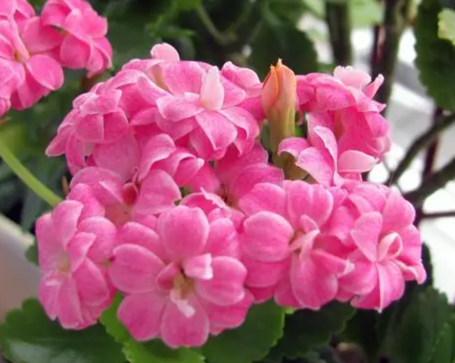 长寿花开花时浇水吗