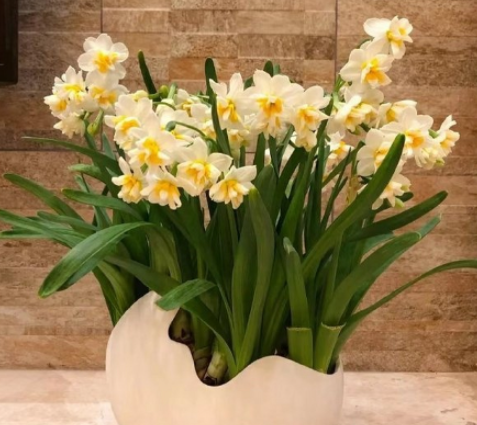 水培水仙花能活几年