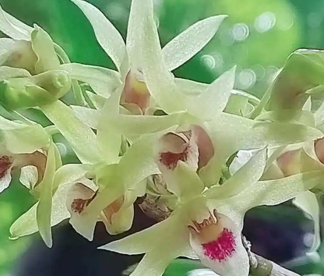 铁皮石斛开花吗?