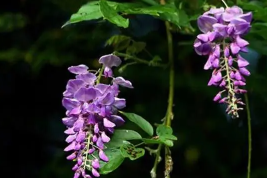 紫藤花扦插小技巧