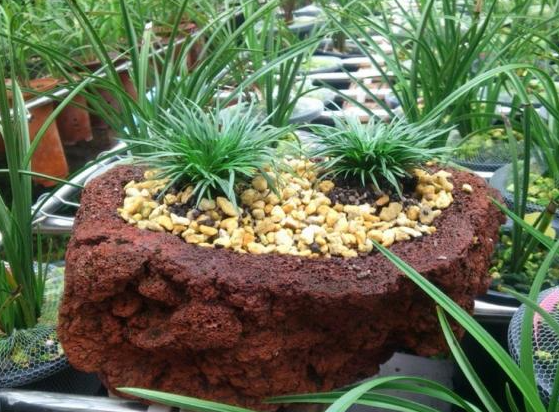 火山岩养花适合什么花