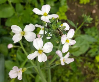 萝卜开花是什么意思呢
