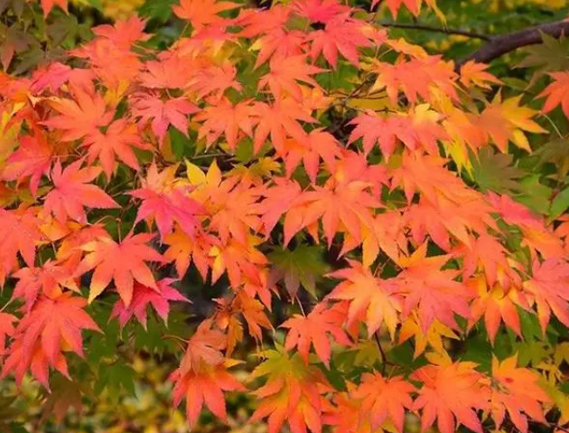 我国枫树生长在哪里