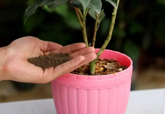 茶花换盆的三大忌