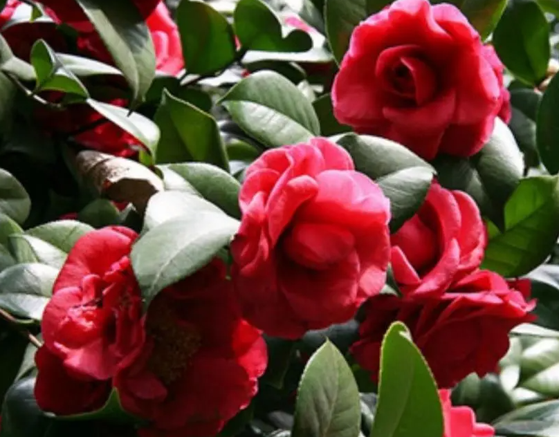 茶花怎样过冬天