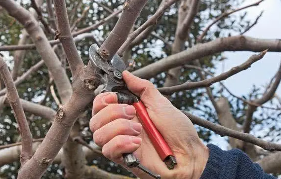 果树的剪枝方法