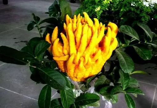 佛手花怎么扦插