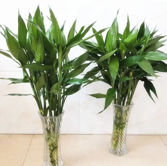 富贵竹适合什么花盆