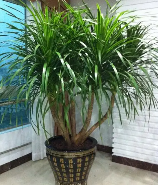 龙血树怎么种植和养殖