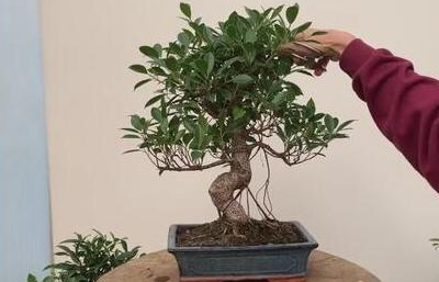 榕树换盆根需要修剪吗