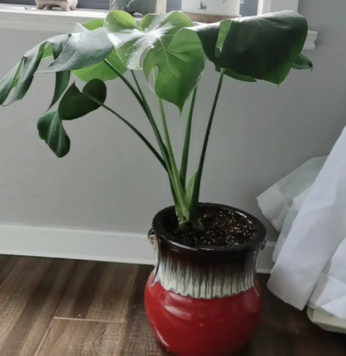 龟背竹配什么花盆好看