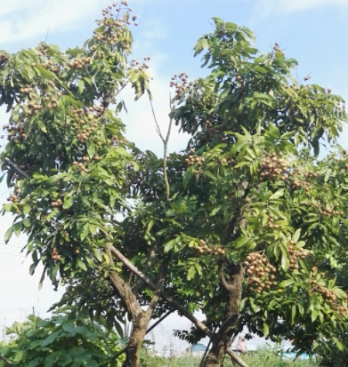 桂圆树什么时候种植