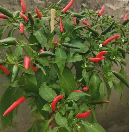 辣椒树怎么修剪明年才会发芽