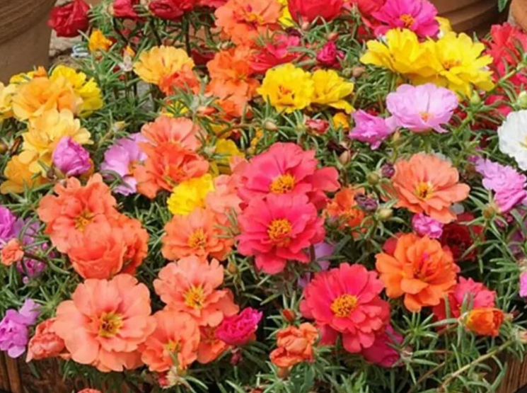 太阳花浇什么肥会开花更多