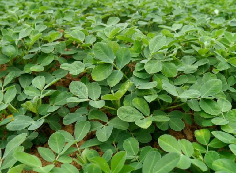 花生开花后期正旱可以浇水吗