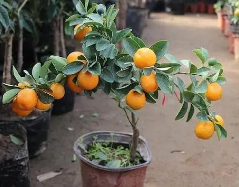 盆栽桔子树冬天怎么养