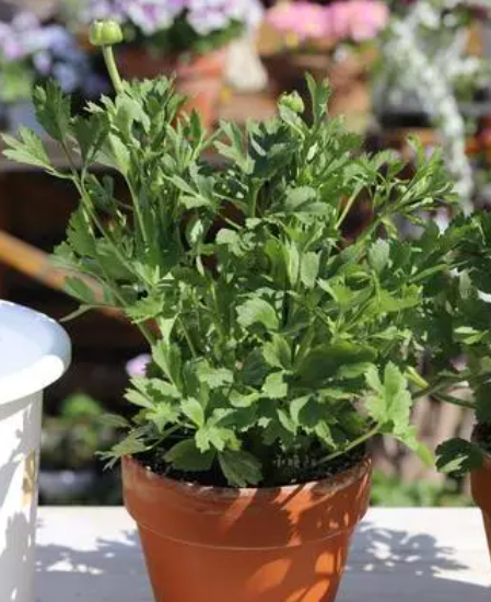 花毛茛幼苗如何养护