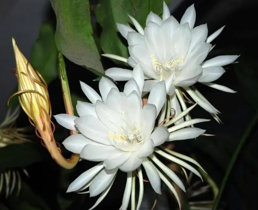 昙花能在太阳下暴晒吗