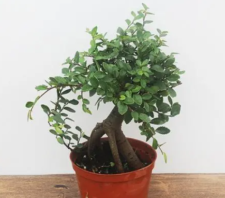 小叶榆树的养殖方法和注意事项