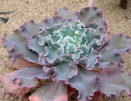 女王花笠的养殖方法是什么