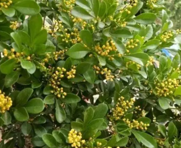 米兰花的根系发达吗