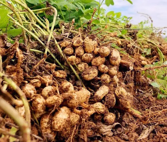 怎样让花生多结果