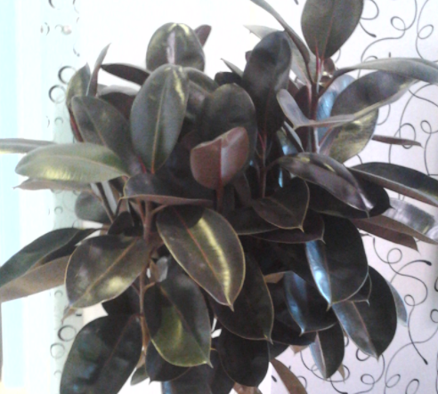 橡皮树为什么叫橡皮树