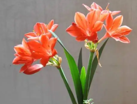 紫根兰只长叶子不开花怎么办