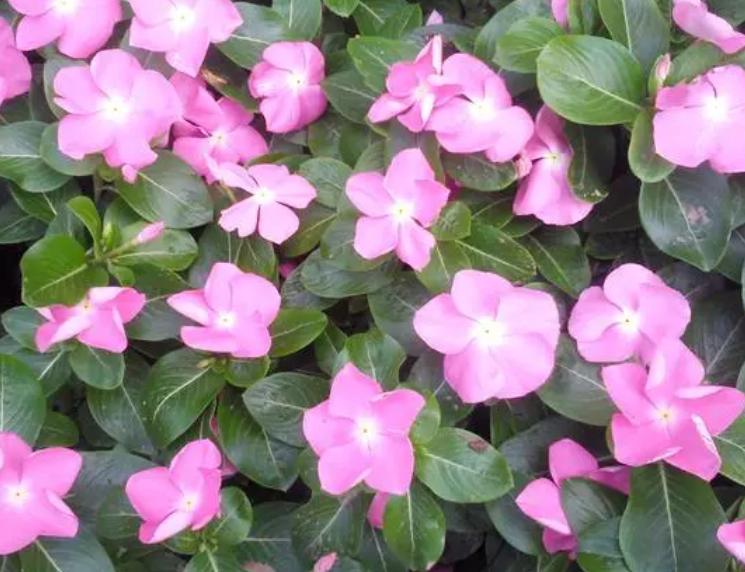 长春花的病虫害如何防治