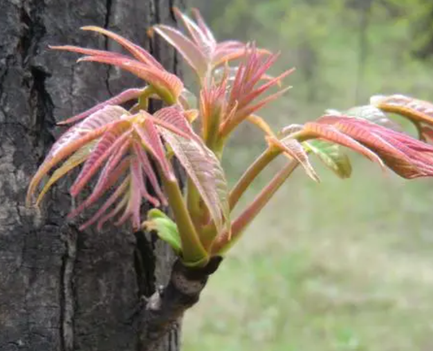 香椿树秋天可以剪枝吗