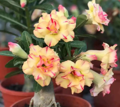 沙漠玫瑰怎样催花