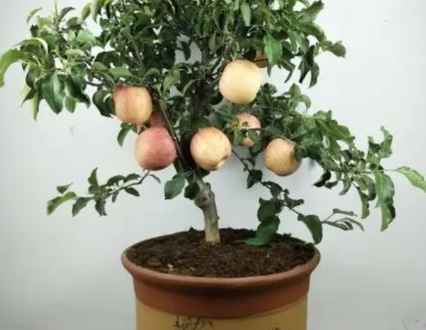 苹果树盆栽怎么养