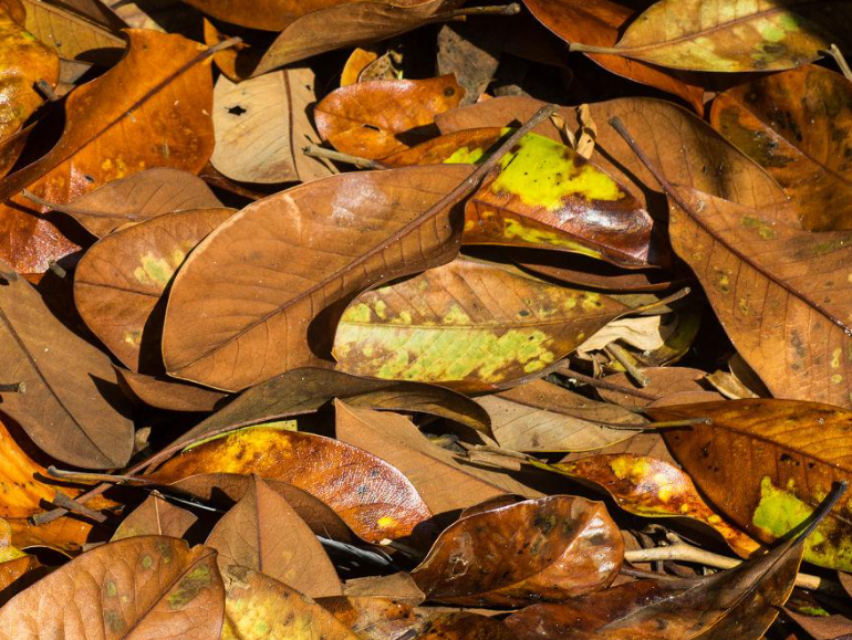 腐烂树叶可以当菜肥吗