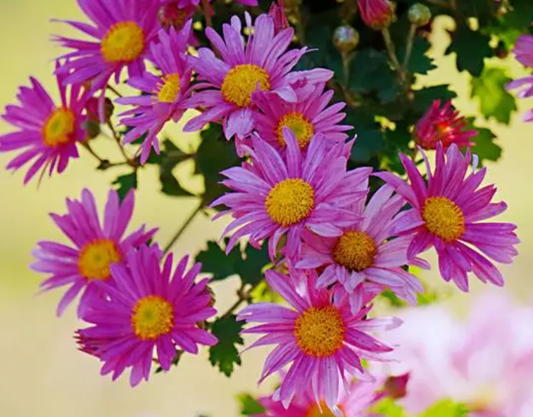 菊花什么时候开花