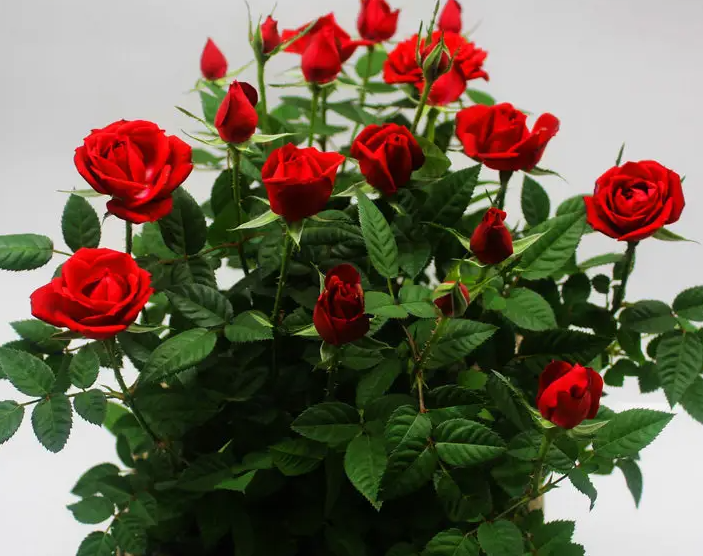 盆栽玫瑰花的养殖方法是什么