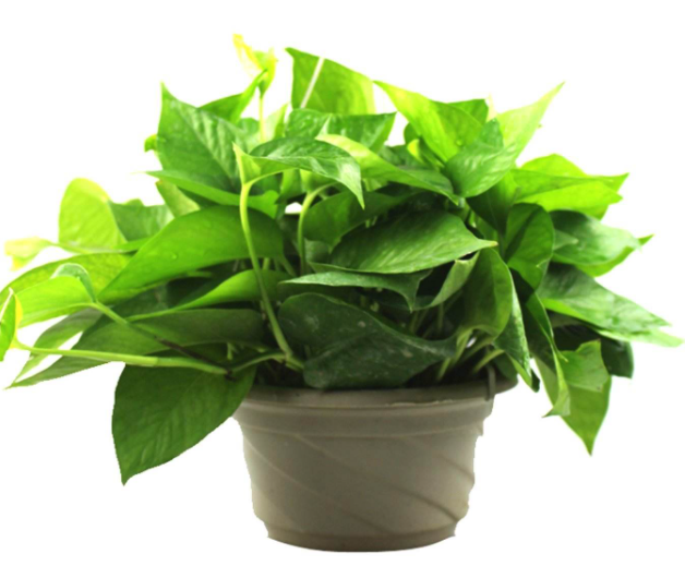 大花盆种什么植物好看