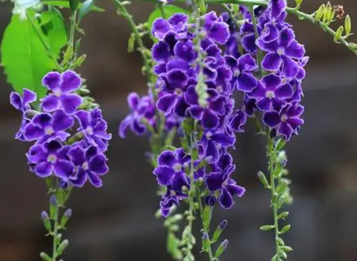 金露花的修剪时间和方法是什么