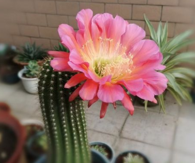 毛花柱几年开花