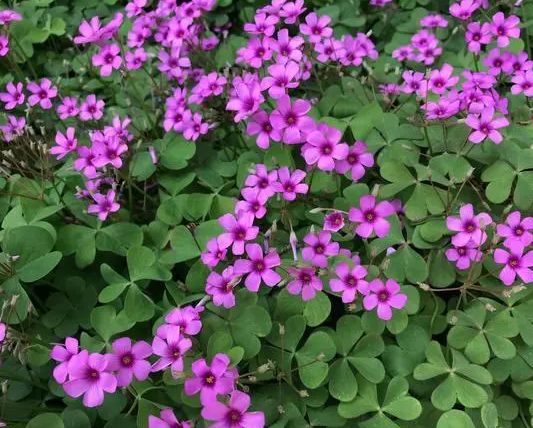 红花四叶草怎么养