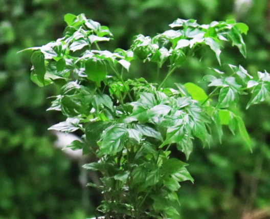 家里幸福树开花是凶还是吉