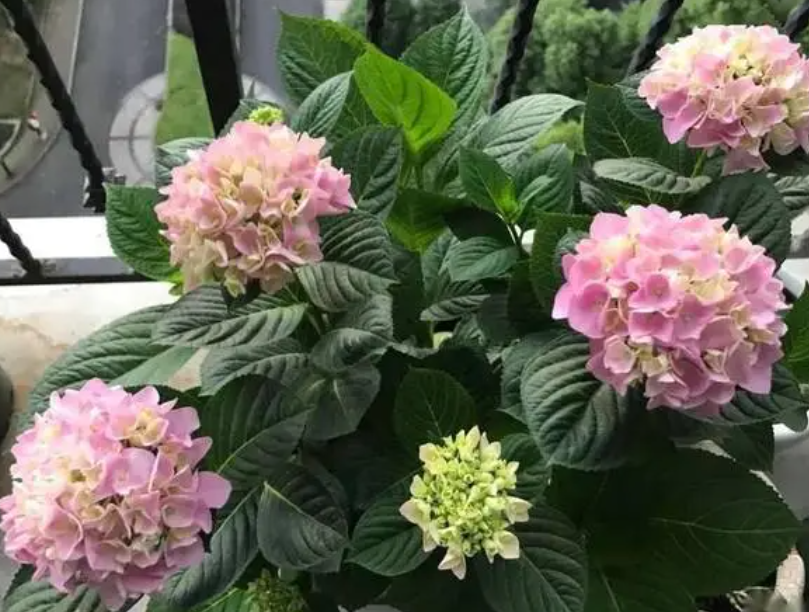 绣球花为什么又叫死人花