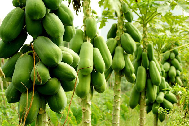 木瓜树能活多少年